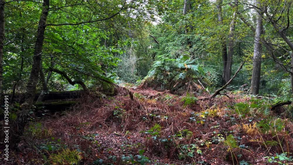 Trees in an English Woodland start to show of their autumn colours, Worcestershire, England. Dark greens, yellow and orange turn the woodland into an autumn scene. Trees in an English Woodland start to show of their autumn colours, Worcestershire, England. Dark greens, yellow and orange turn the woodland into an autumn scene.