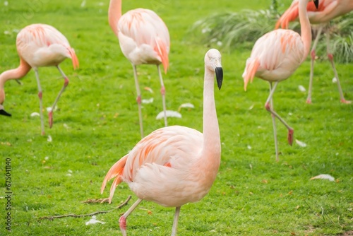 Closeup of a flock of flamingos in a grassy field on a sunny day