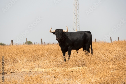 Fototapeta Naklejka Na Ścianę i Meble -  Bulls grazing in a grassy field in the countryside