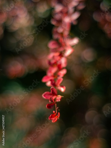 Close-up shot of a tree branch with red leaves silhouetted against the setting sun