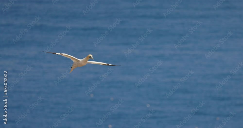 Northern gannet in flight with a blue sky background at ile Bonaventure in Percé, Québec, Canada. Northern gannet in flight with a blue sky background at ile Bonaventure in Percé, Québec, Canada.