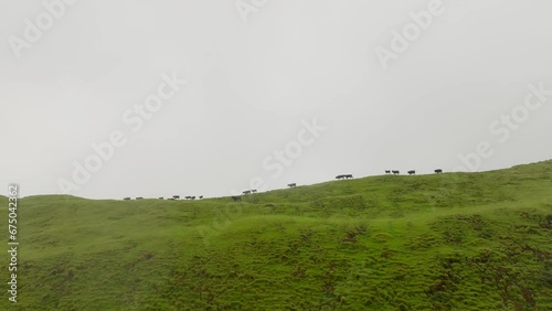 Herd of black cows moving at the top of green mountain - static cinematic shot photo