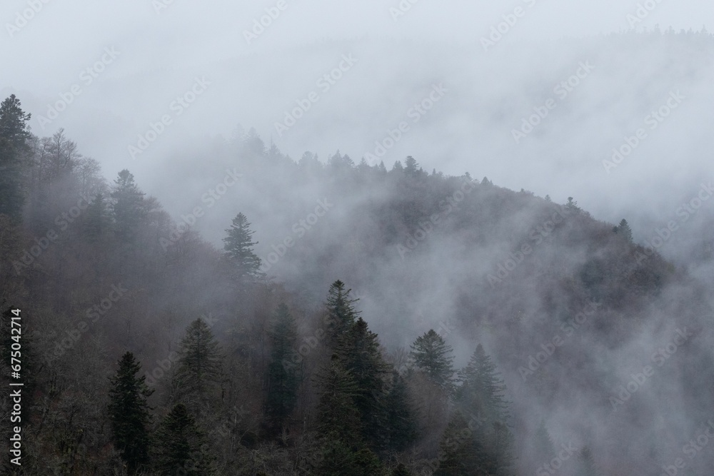 Moody, cloudy sky with a row of silhouetted trees and a foggy mist rolling in Moody, cloudy sky with a row of silhouetted trees and a foggy mist rolling in