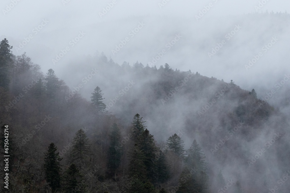 Moody, cloudy sky with a row of silhouetted trees and a foggy mist rolling in