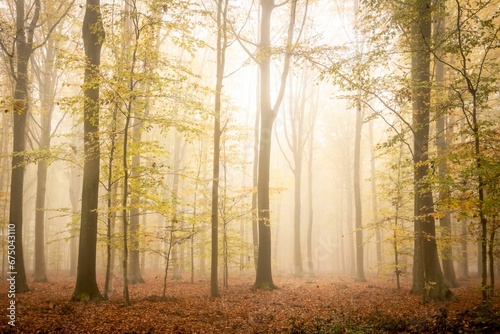 Beautiful shot of a scenic autumn forest on a misty morning