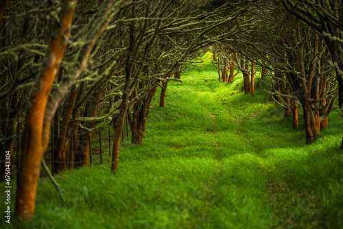 Hawaiian Acacia Koa Tree Forest photo