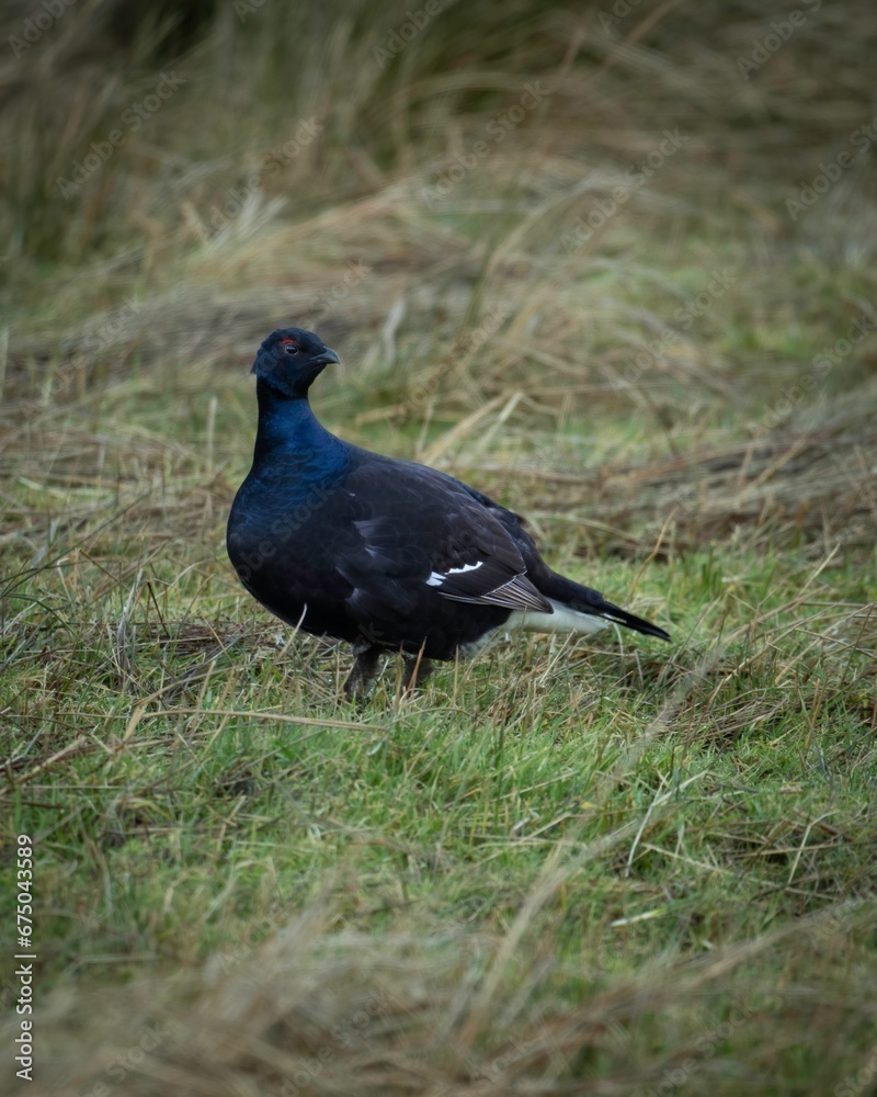 Vertical shot of a black grouse bird perched on a field