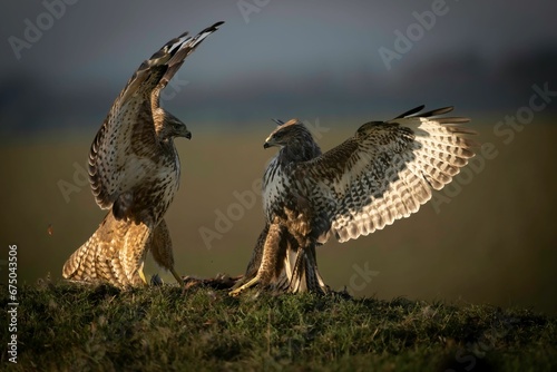 Closeup shot of two red kite birds fighting on a field