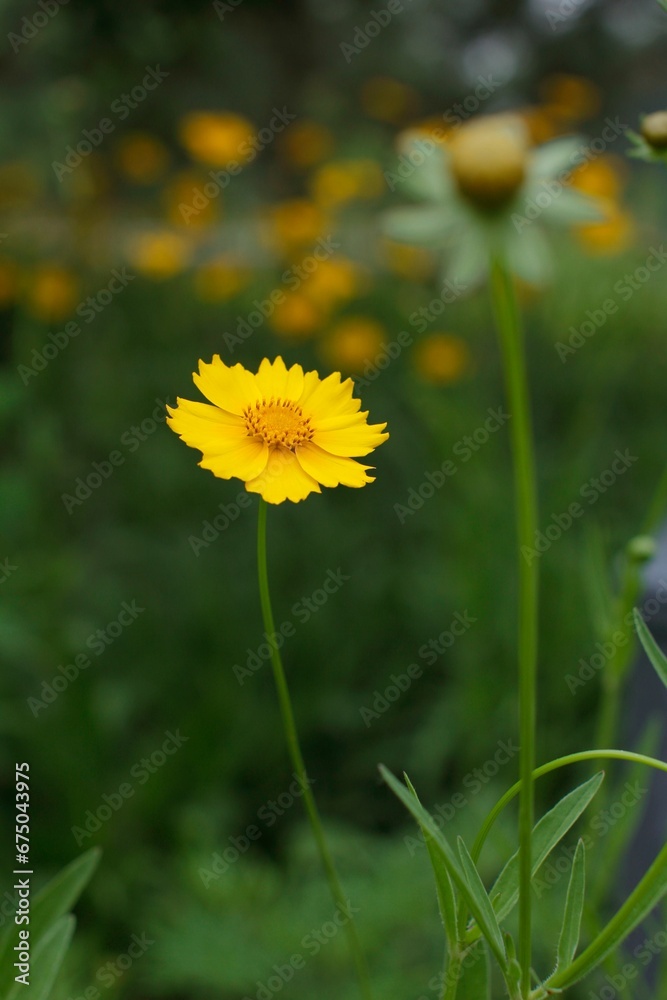 Vivid close-up image of a single, small yellow flower with vibrant petals Vivid close-up image of a single, small yellow flower with vibrant petals