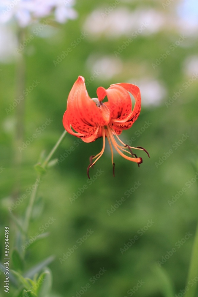 Vibrant red flower called Tiger lily blooming in the garden