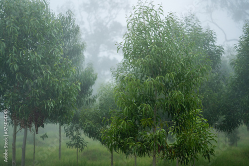 Hawaiian Acacia Koa Tree Forest