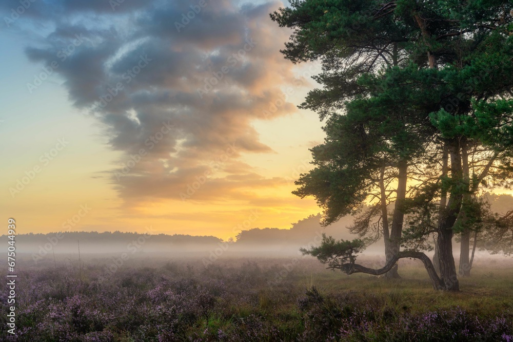 Beautiful landscape of a valley with morning dew and trees during the sunrise - great for wallpapers Beautiful landscape of a valley with morning dew and trees during the sunrise - great for wallpapers