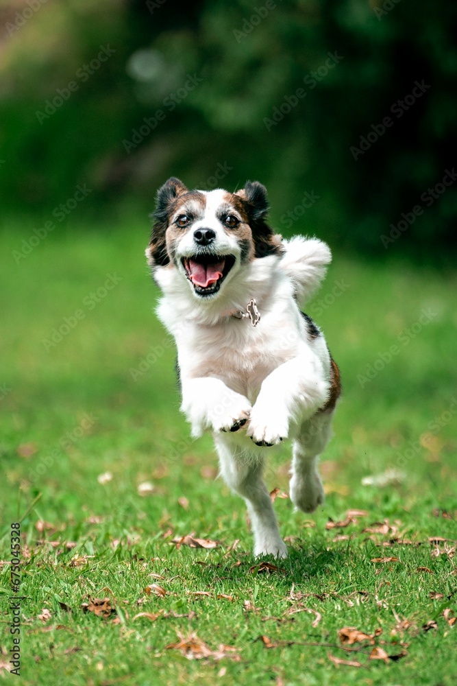 Vertical shot of a funny happy australian shepherd dog running in the field Vertical shot of a funny happy australian shepherd dog running in the field