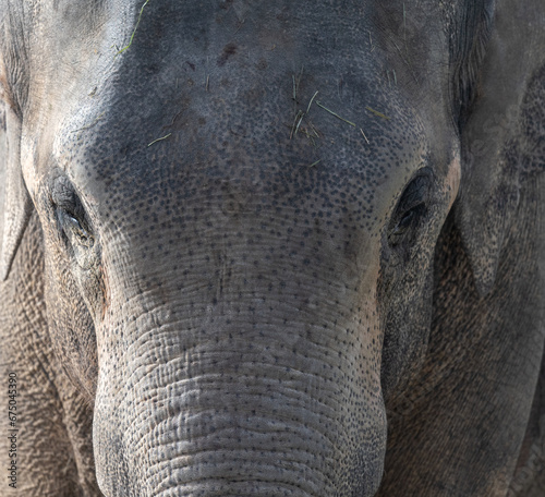 Close up of the face of an Indian Elephant, partially in direct sunlight and partially in shadow.