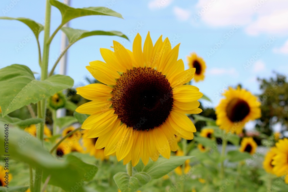 Scenic landscape featuring a field of vibrant yellow sunflowers swaying in the breeze Scenic landscape featuring a field of vibrant yellow sunflowers swaying in the breeze