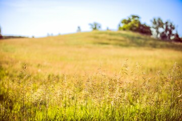 Acrylglasbilder Orange Beautiful landscape featuring a lush green grassy area with a rolling hill in the background  © Wirestock