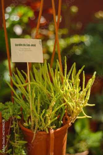 Closeup shot of Crassula muscosa, known as watch chain, lizard's tail, zipper plant, princess pines. photo