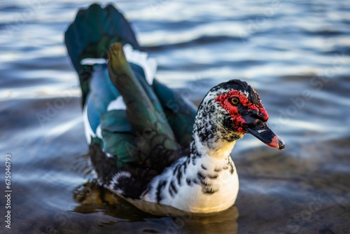 Closeup shot of a Muscovy duck floating on the tranquil surface of the water. photo