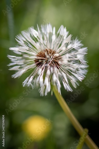 Vertical shot of a dandelion growing in a field with a blurry background