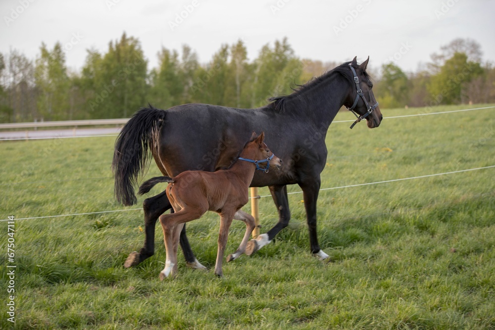 Mother horse and her foal saunter through a lush, green meadow on a beautiful day