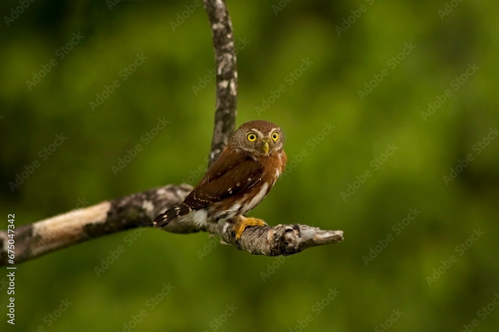 Close-up shot of a Rufous Owl perched on a tree branch