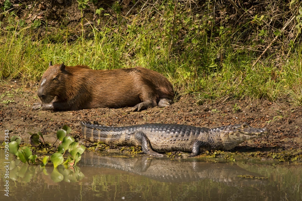 Capybara lying beside an alligator in a natural environment, with a body of water in the background Capybara lying beside an alligator in a natural environment, with a body of water in the background