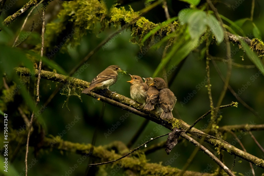Pied flycatchers perched on a barren tree branch in a murky forest setting: one feeding others