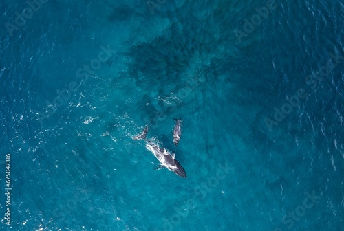 Aerial view of whales in the sea in Bass Point, Australia © Wirestock
