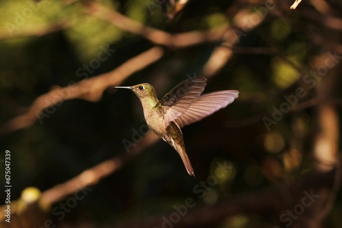 a hummingbird in the air near some trees and leaves