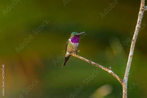 Vibrant hummingbird perched on a lush green tree branch