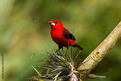 Vibrant red cardinal perched atop a lush green branch, with a constructed nest nestled on top