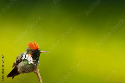 Lophornis magnificus hummingbird highlighted by its vibrant green and red plumage photo
