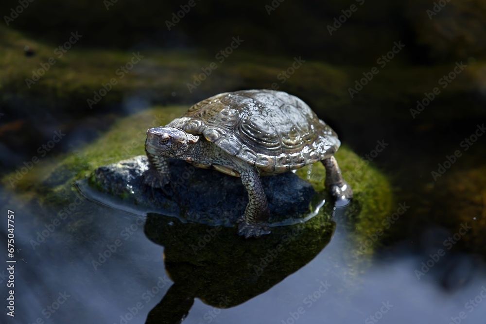 Closeup of a Western pond turtle on the rock in the pond Closeup of a Western pond turtle on the rock in the pond