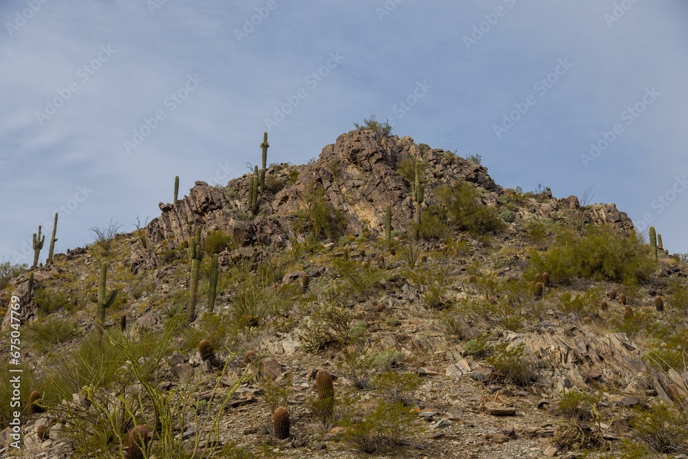 a hillside with cactus trees in the foreground and hills in the background