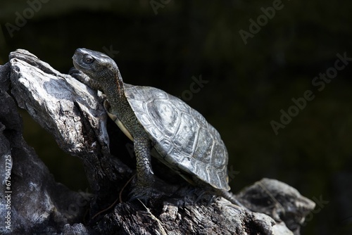 Closeup of a Western pond turtle on the rock on a sunny day photo