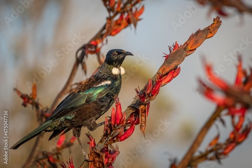 Tui (prosthemadera novaeseelandiae) perched on a flowering branch photo