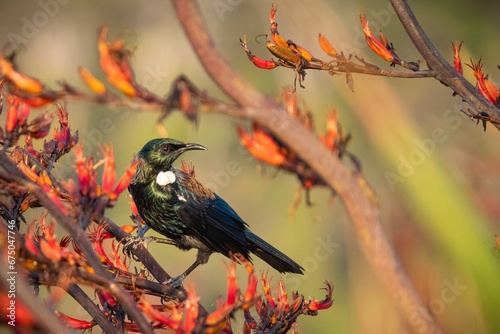 Tui (prosthemadera novaeseelandiae) perched on a flowering branch photo