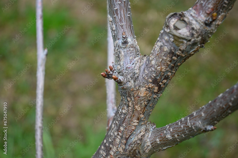 Selective focus shot of a small new twig sprouting out of a tree trunk