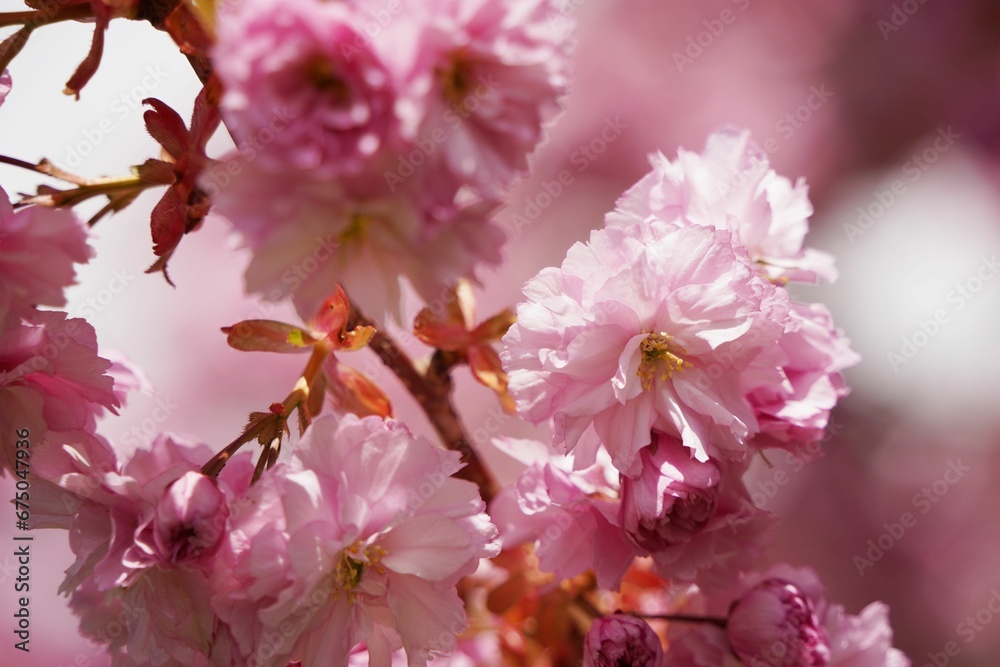 Beautiful pink cherry blossom in full bloom