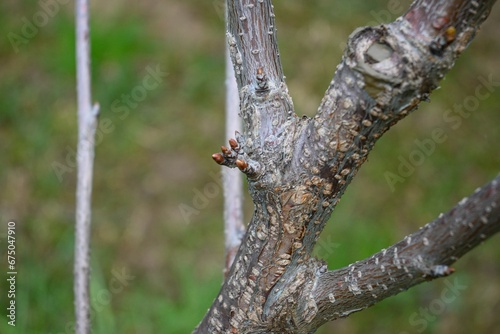 Selective focus shot of a small new twig sprouting out of a tree trunk © Wirestock