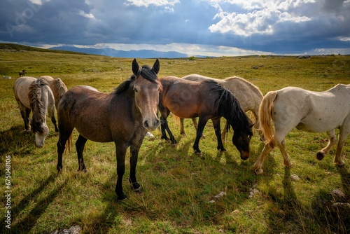 Herd of horses grazing in the wilderness with a beautiful landscape in the background