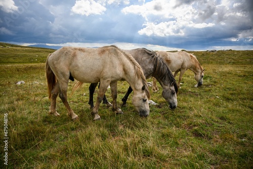 Herd of horses grazing in the wilderness with a beautiful landscape in the background