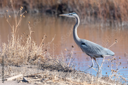 A Great Blue Heron climbs up the riverbank on a sunny winter day in Southern New Mexico.
