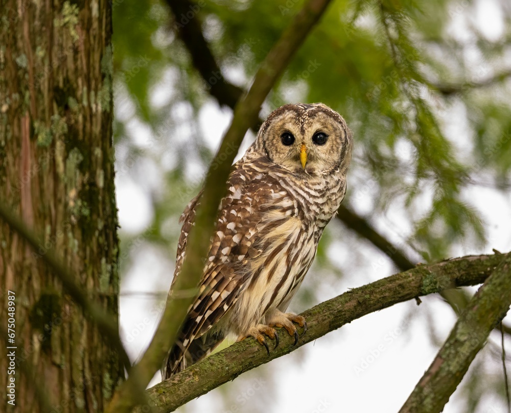 Closeup of a majestic owl perched on a tree branch with a blurry background Closeup of a majestic owl perched on a tree branch with a blurry background