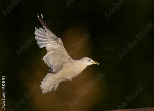 Closeup of a Ivory gull in flight with a blurry background