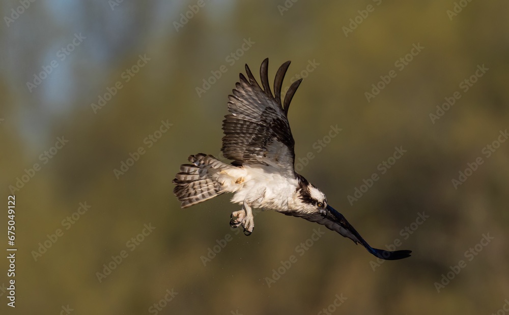 Fototapeta premium Closeup of a Osprey soaring under the blue sky