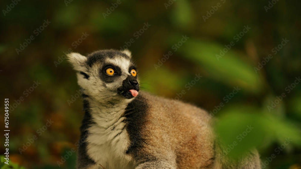 Fototapeta premium Picture of a ring-tailed lemur yawning in its natural habitat