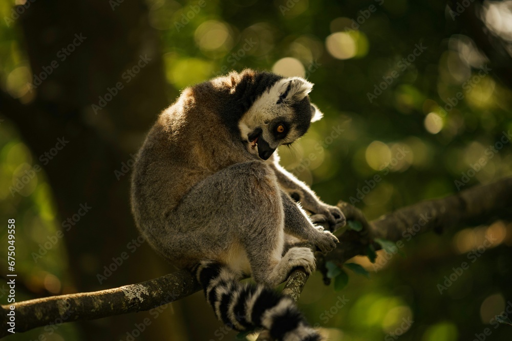 Obraz premium Picture of a small lemur sitting on a tree branch, surrounded by the forest