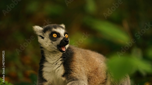 Close-up image of a Ring-tailed Lemur perched on the grass in a forest