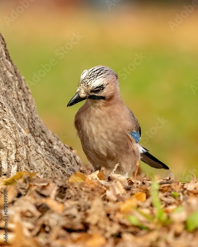 Close up of a Eurasian jay perched on top of dry brown leaves.